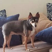 Edwardsville Animal Clinic ico