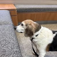 Hillside Animal Clinic ico