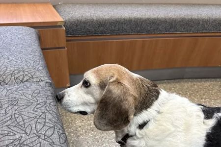 Hillside Animal Clinic