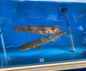 Fish Warehouse