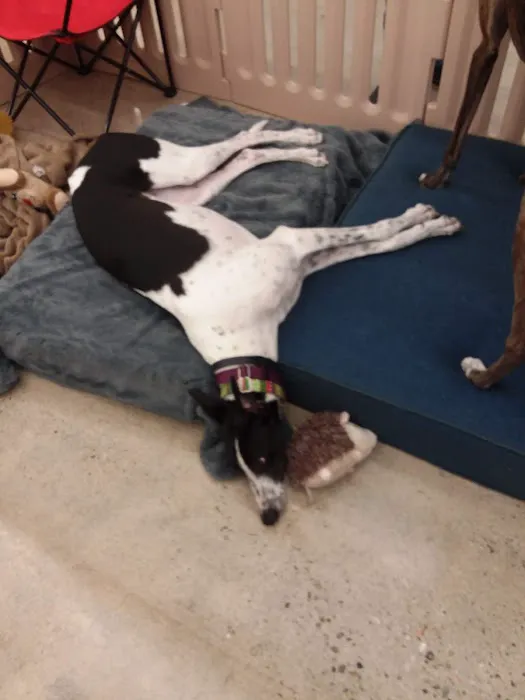 Petco 3