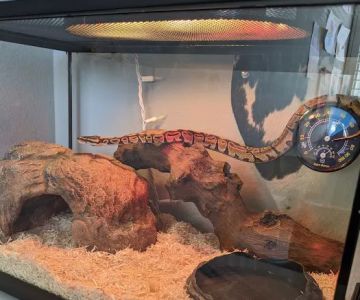 Petco