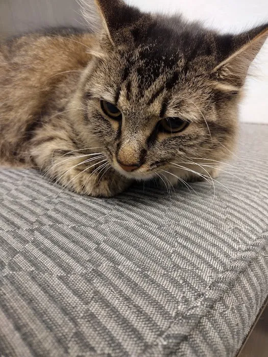 Ridgeview Animal Clinic 12