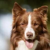Ridgeview Animal Clinic ico