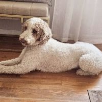 Latimer Animal Hospital, LLC ico