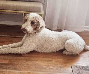 Latimer Animal Hospital, LLC