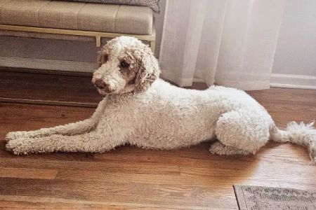 Latimer Animal Hospital, LLC
