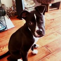 Petco ico