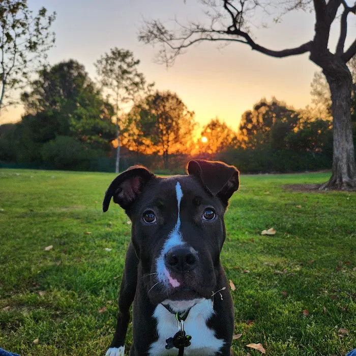 Petco 12