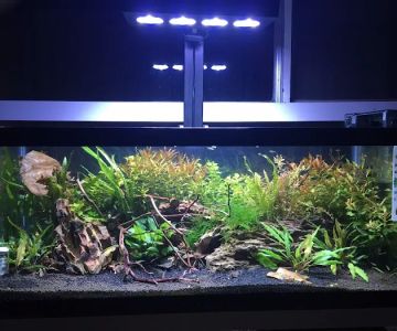 Reef Tropical Fish
