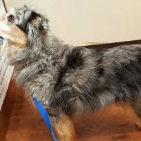 Henry County Animal Clinic ico