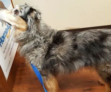 Henry County Animal Clinic