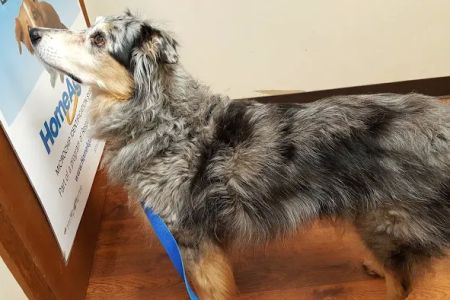 Henry County Animal Clinic