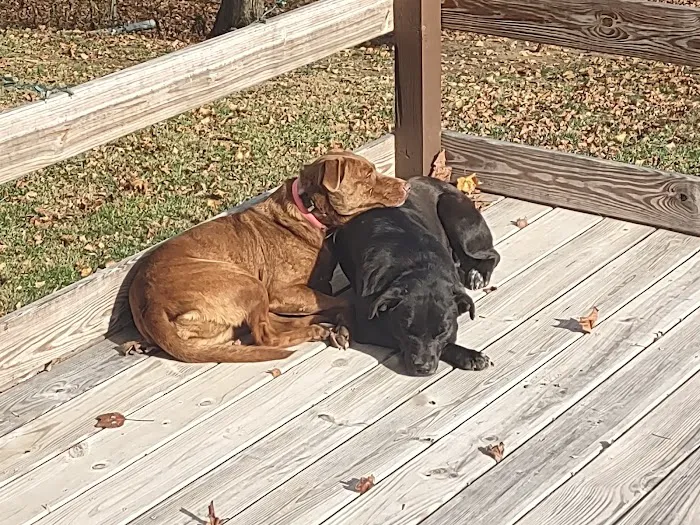 Henry County Animal Clinic 12