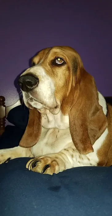 Henry County Animal Clinic 12