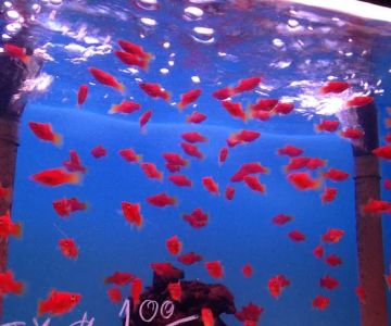405 Tropical Fish