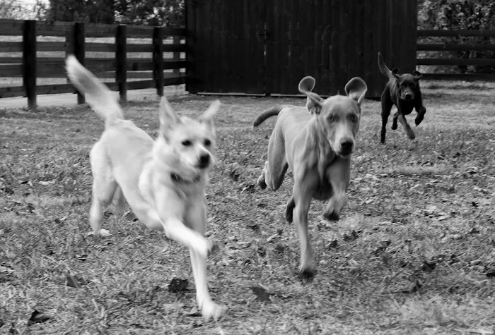 Springhurst Animal Hospital 3