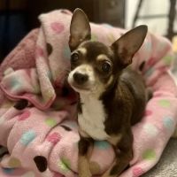 Tisdale Animal Hospital Emergency & Wellness Center ico