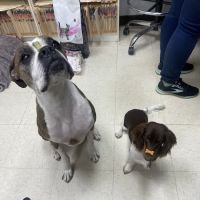 Dr John's Pet Care Clinic ico
