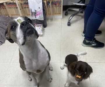 Dr John's Pet Care Clinic