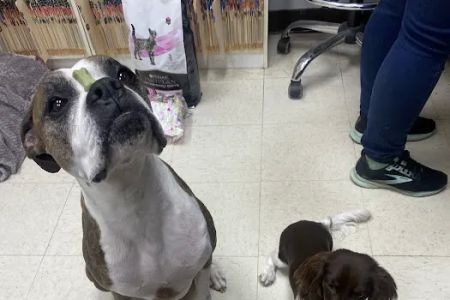 Dr John's Pet Care Clinic