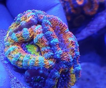 Majestic aquarium services