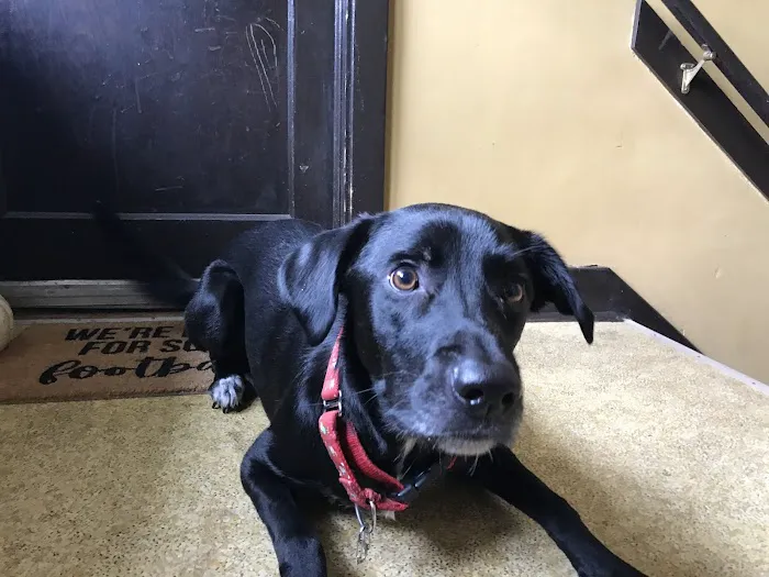 Barbour Lane Animal Hospital 12