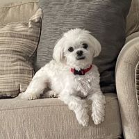 Barbour Lane Animal Hospital ico