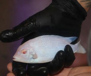 Liahona Tropical Fish