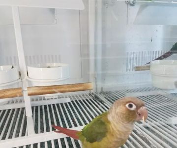 Petco