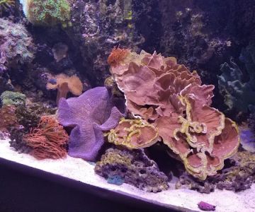 Fish By Design