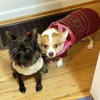 Doerr Animal Clinic ico