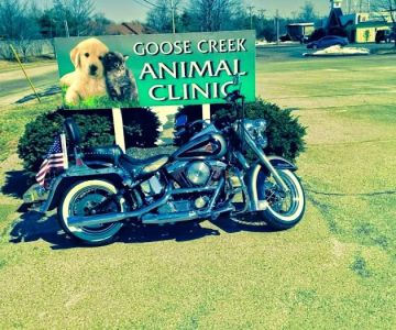 Goose Creek Animal Clinic: Watson Ray DVM