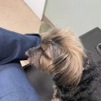 Plantation Animal Clinic ico