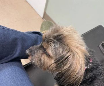 Plantation Animal Clinic