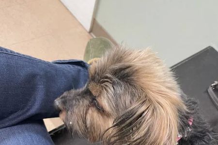 Plantation Animal Clinic