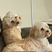 Banfield Pet Hospital ico