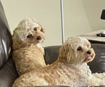 Banfield Pet Hospital