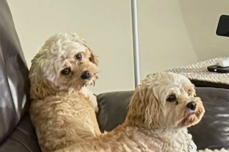 Banfield Pet Hospital