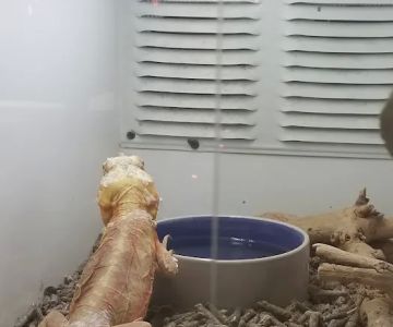 Reptile Island