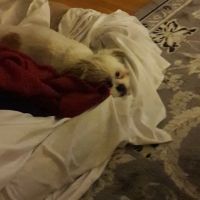 Brownsboro Animal Clinic ico
