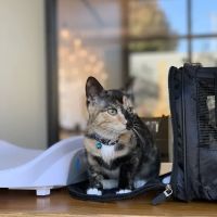 Urban Village Veterinary Care ico