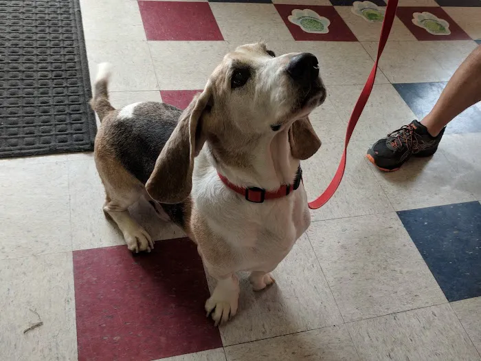 Crescent Hill Animal Hospital 12