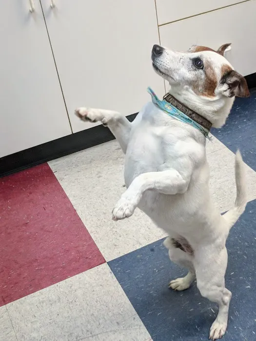 Crescent Hill Animal Hospital 12