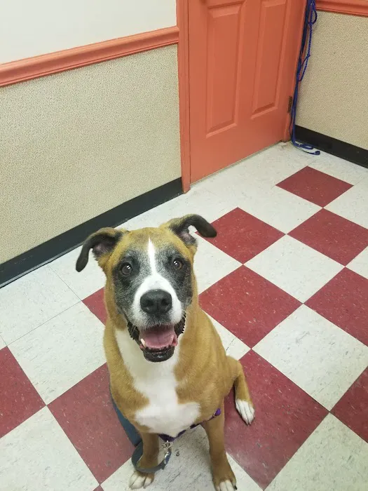 Crescent Hill Animal Hospital 12