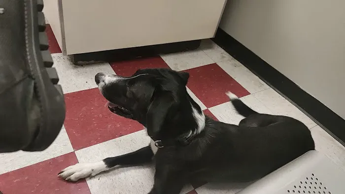Crescent Hill Animal Hospital 12