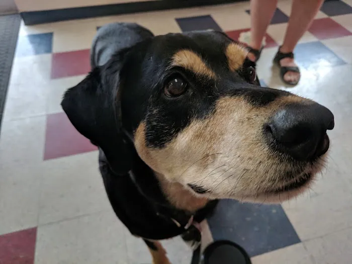 Crescent Hill Animal Hospital 12