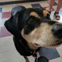 Crescent Hill Animal Hospital ico