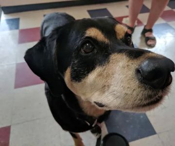 Crescent Hill Animal Hospital