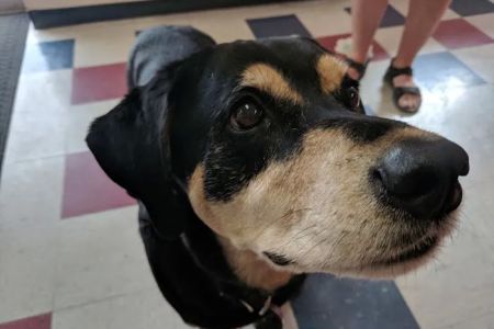 Crescent Hill Animal Hospital